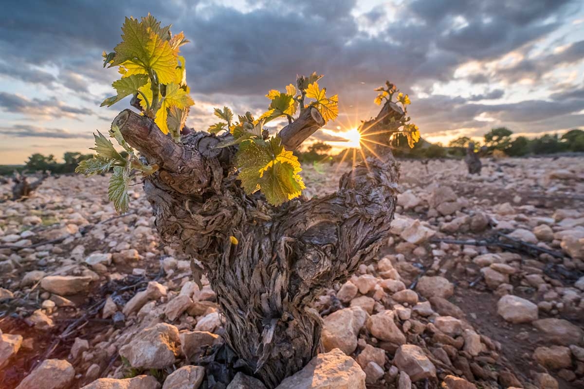 Los mejores viñedos para visitar en otoño en Camper: de Murcia a Alicante