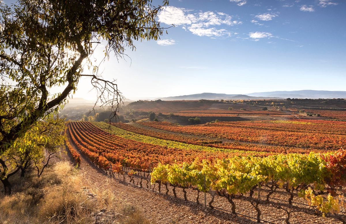 viñedos españa vino